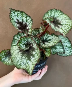 Mixed Rex Begonia Plant 4 inch Nursery Pot - Grower's Choice