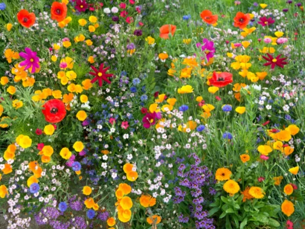 Top 7 Flower Seeds to Sow in April