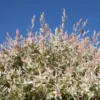 Nishiki Willow Plant 4 inch Pot Ornamental Shrub