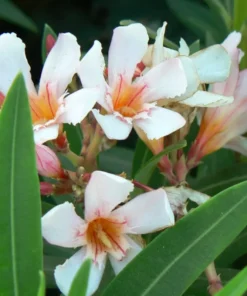 Oleander Dwarf Salmon Plant Starter Compact Salmon Easy Care No Pot