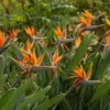 Orange Bird of Paradise Live Plant 4 Inch - Tropical Flower
