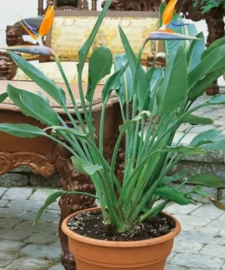 Orange Bird of Paradise Live Plant 4 Inch - Tropical Flower