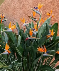 Orange Bird of Paradise Live Plant 4 Inch - Tropical Flower