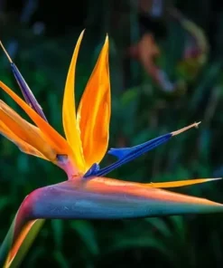 Orange Bird of Paradise Live Plant 4 Inch - Tropical Flower