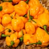 Orange Habanero Pepper Plant Set - 2 Live Plants 4-6 inch - Spicy Peppers