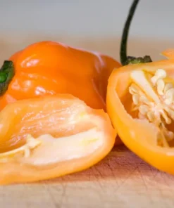 Orange Habanero Pepper Plant Set - 2 Live Plants 4-6 inch - Spicy Peppers