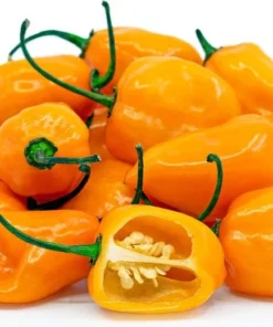 Orange Habanero Pepper Plant Set - 2 Live Plants 4-6 inch - Spicy Peppers
