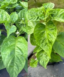 Orange Habanero Pepper Plant Set - 2 Live Plants 4-6 inch - Spicy Peppers