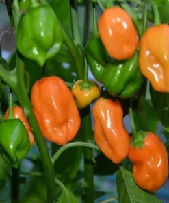 Orange Habanero Pepper Plant Set - 2 Live Plants 4-6 inch - Spicy Peppers