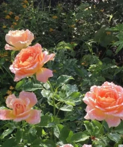 Orange Rose Starter Plant Vibrant Blooms Hardy Variety