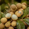 Organic Longan Tree - 7-12 inch Live Edible Fruit Tree - Exotic Tropical Plant