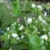 Orleans Sambac Jasmine - 4 Inch Live Plant - Ships Without Pot