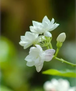 Orleans Sambac Jasmine - 4 Inch Live Plant - Ships Without Pot