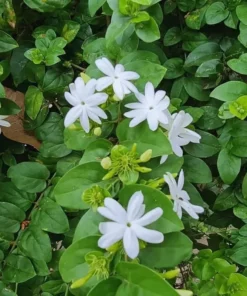 Orleans Sambac Jasmine - 4 Inch Live Plant - Ships Without Pot