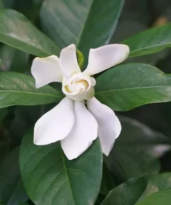 Orleans Sambac Jasmine - 4 Inch Live Plant - Ships Without Pot