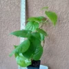 Paan Piper Betel Plant - Organic Herb Vine for Spice & Medicinal Use