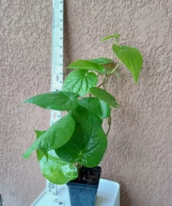 Paan Piper Betel Plant - Organic Herb Vine for Spice & Medicinal Use