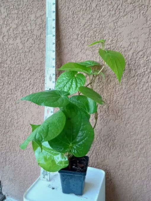 Paan Piper Betel Plant - Organic Herb Vine for Spice & Medicinal Use