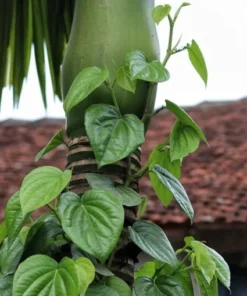 Paan Piper Betel Plant - Organic Herb Vine for Spice & Medicinal Use