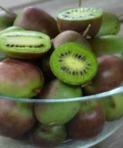 Pack 2 Prolific Kiwi Tree - Hardy Kiwi Prolific Plant-Hardy Kiwi Prolific Plant Pack - 4-6 Inch Starter Tree - Self-Fertile