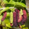 Pakistan Mulberry Fruit Tree 6-8IN - Fast Growing & Delicious Fruit