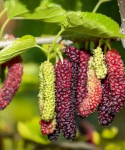 Pakistan Mulberry Fruit Tree 6-8IN - Fast Growing & Delicious Fruit