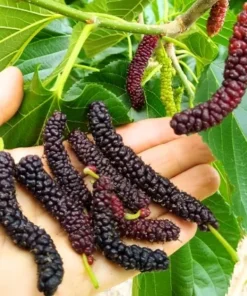 Pakistan Mulberry Fruit Tree 6-8IN - Fast Growing & Delicious Fruit