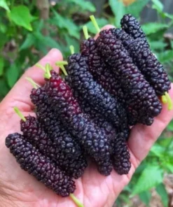 Pakistan Mulberry Fruit Tree 6-8IN - Fast Growing & Delicious Fruit