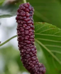 Pakistan Mulberry Fruit Tree 6-8IN - Fast Growing & Delicious Fruit