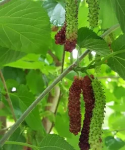 Pakistan Mulberry Fruit Tree 6-8IN - Fast Growing & Delicious Fruit