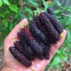 Pakistan Mulberry Tree - Half Gallon Fruit Tree