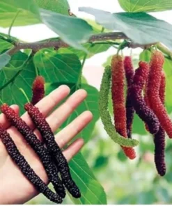 Pakistan Mulberry Tree Sapling - 10-12 inch Size - 4in Pot