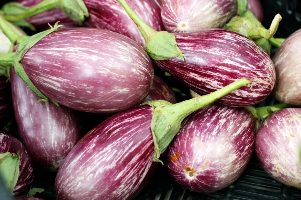 Pandora Striped Rose Eggplant Care – What is Pandora Striped Rose Eggplant?
