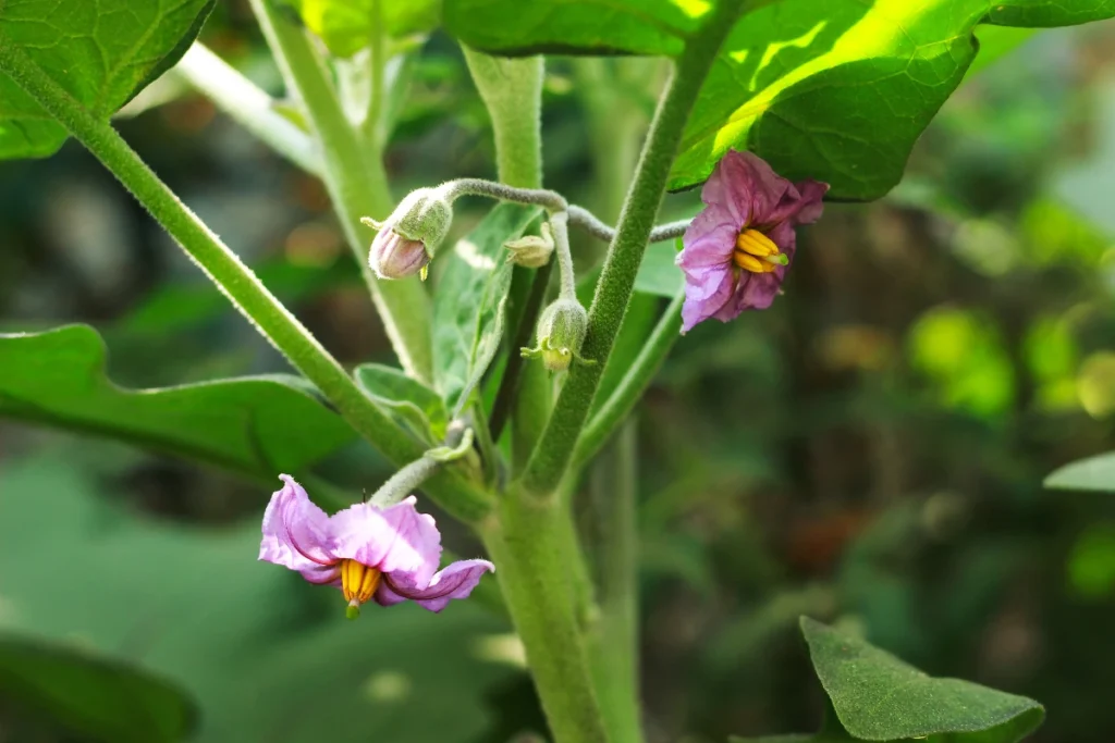 Pandora Striped Rose Eggplant Care – What is Pandora Striped Rose Eggplant?