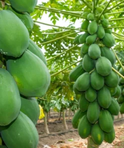 Papaya Plant 14-16in Half Gallon Pot Tropical Fruit Tree