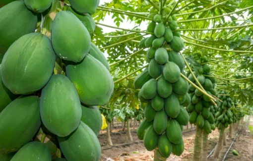 Papaya Plant 14-16in Half Gallon Pot Tropical Fruit Tree