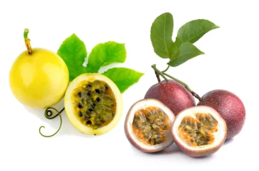 Passion Fruit Plant Vine - Tropical Fruit Plant