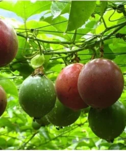 Passion Fruit Tree Live Plant, Purple Possum, 6-8 Inch Tall for Garden