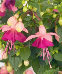 Paula Jane Fuchsia Starter Plant 4-8" Tall in 4" Pot - Ship No Pot - White & Pink Fuchsia Flowers