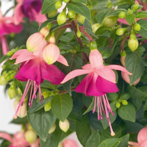 Paula Jane Fuchsia Starter Plant 4-8" Tall in 4" Pot - Ship No Pot - White & Pink Fuchsia Flowers