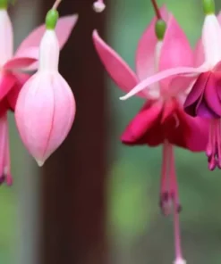 Paula Jane Fuchsia Starter Plant 4-8
