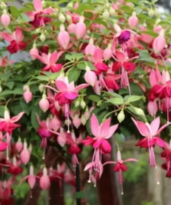 Paula Jane Fuchsia Starter Plant 4-8