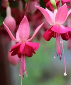 Paula Jane Fuchsia Starter Plant 4-8