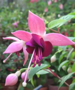 Paula Jane Fuchsia Starter Plant 4-8