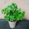 Peperomia pellucida Live Plant Rau càng cua 3.5 Inch Pot