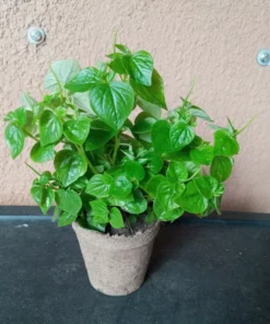 Peperomia pellucida Live Plant Rau càng cua 3.5 Inch Pot