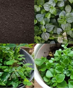 Peperomia pellucida Live Plant Rau càng cua 3.5 Inch Pot