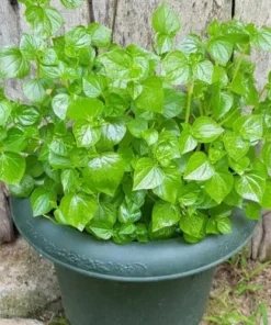 Peperomia pellucida Live Plant Rau càng cua 3.5 Inch Pot