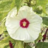Perennial Hibiscus Plant - New Old Yella - 4 Inch Pot - Garden Ready