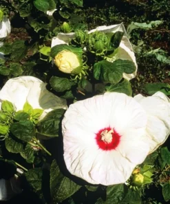 Perennial Hibiscus Plant - New Old Yella - 4 Inch Pot - Garden Ready